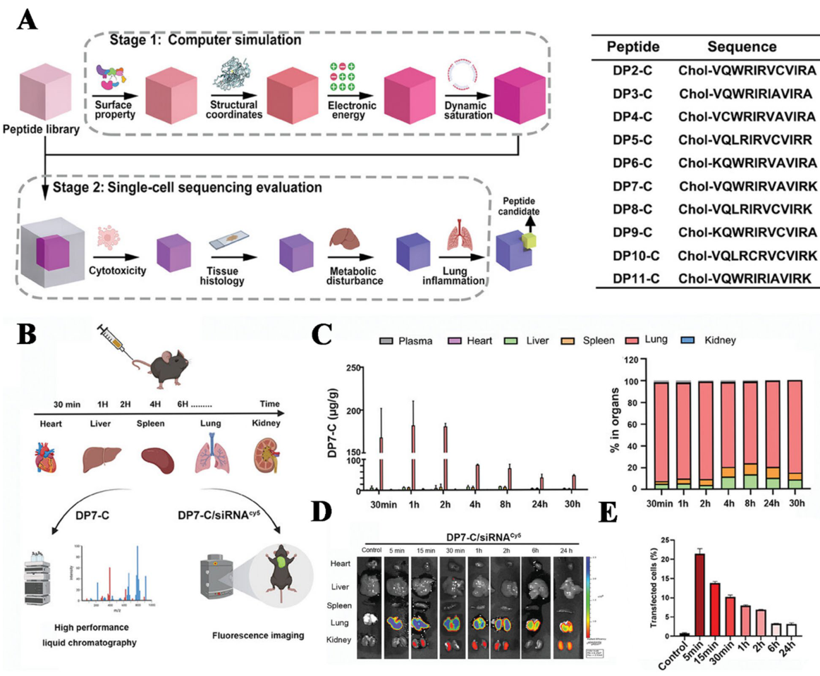 Peptide vector design and DP7-C biodistribution data