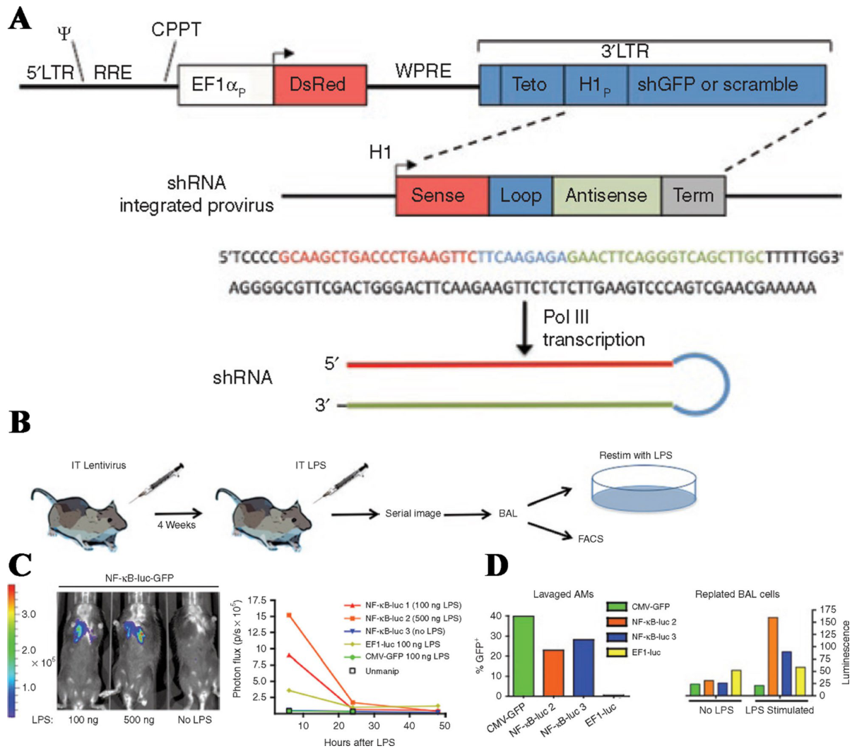 Lentiviral vector design for regulated gene expression in alveolar macrophages
