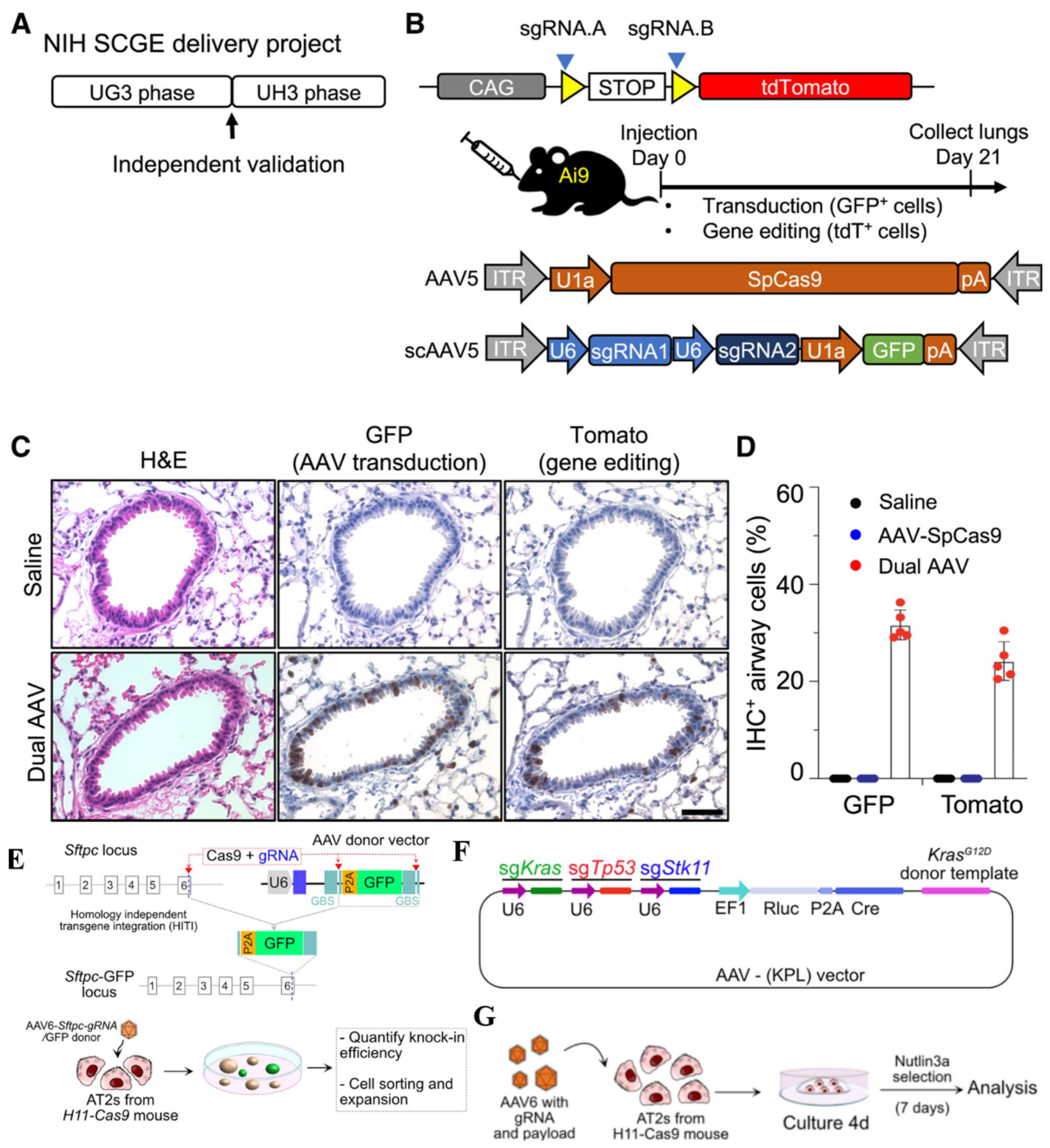 AAV-based somatic cell gene editing in lung tissue