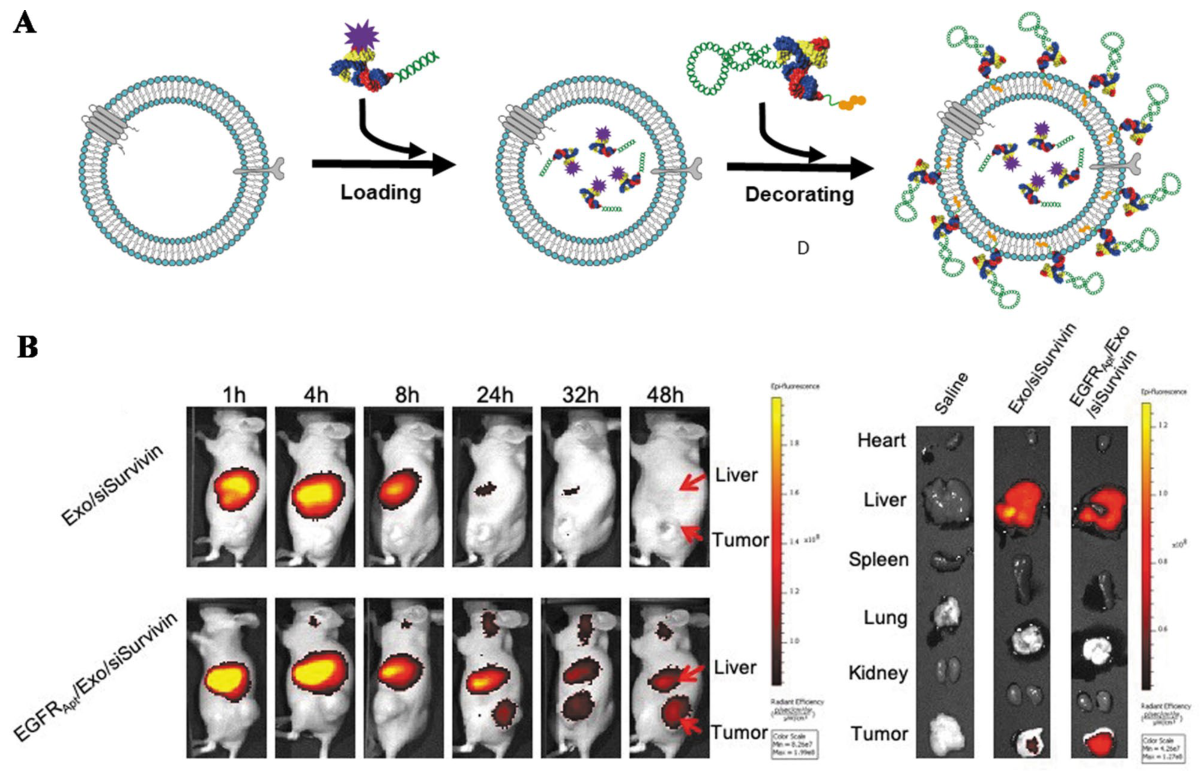 Exosome surface engineering for targeted siRNA delivery