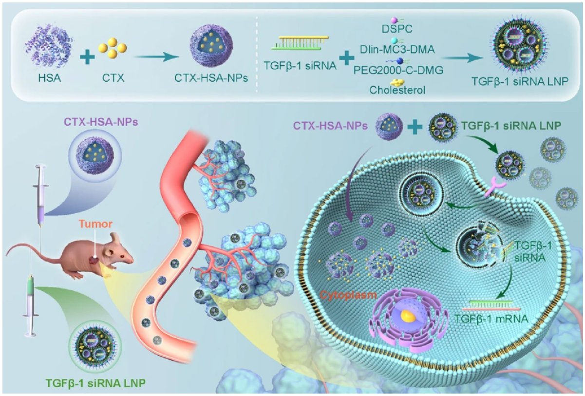 Albumin nanoparticle combined therapy for lung cancer