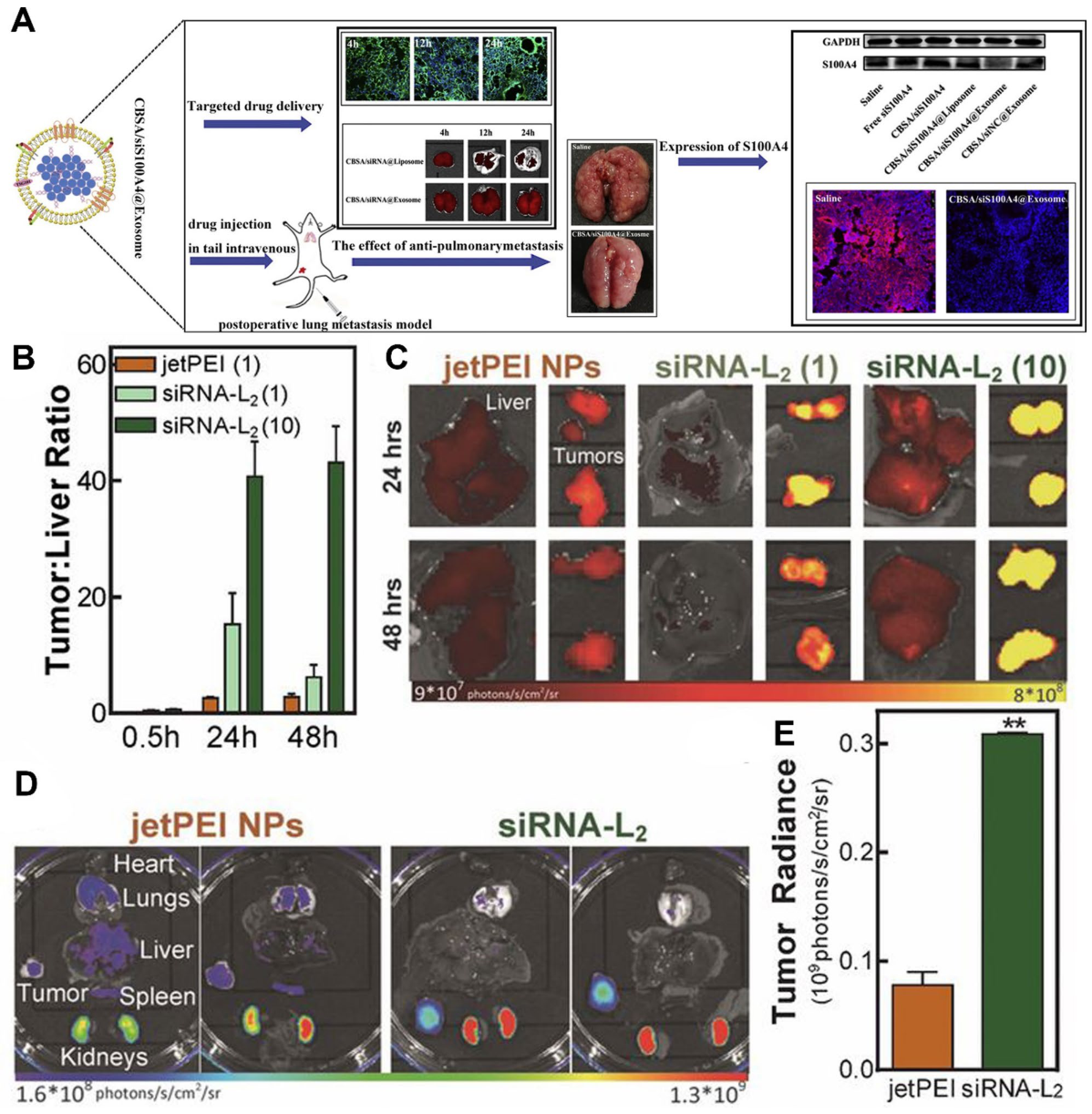 Engineered exosomes for anti-pulmonary metastasis therapy