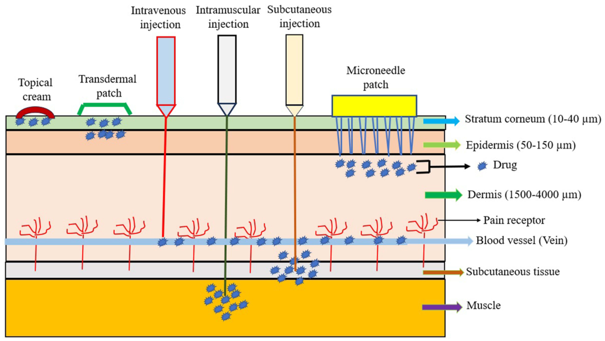 Cross-section diagram showing drug delivery routes through skin layers