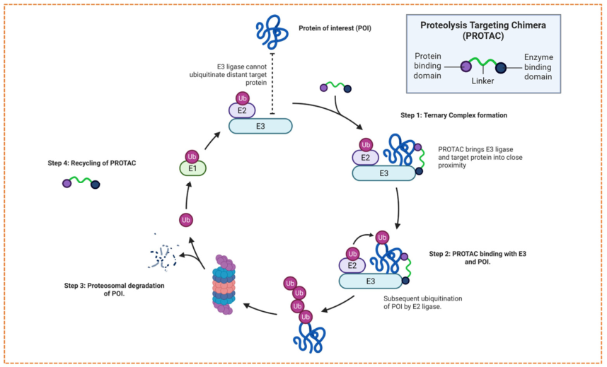 PROTAC mechanism of action