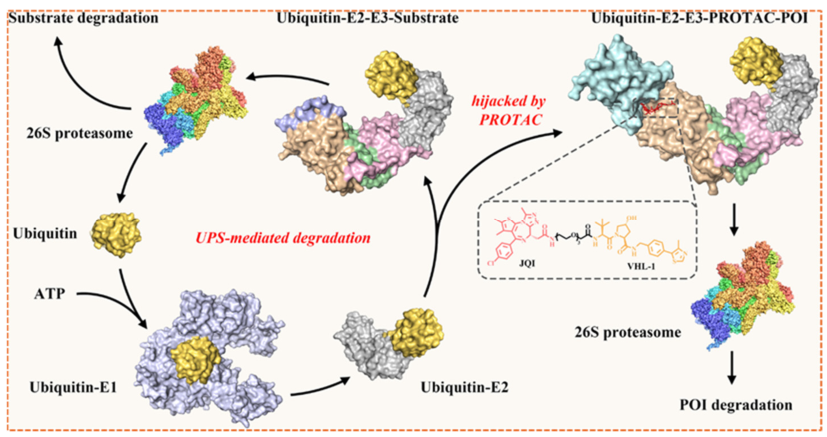 Ubiquitin-proteasome system
