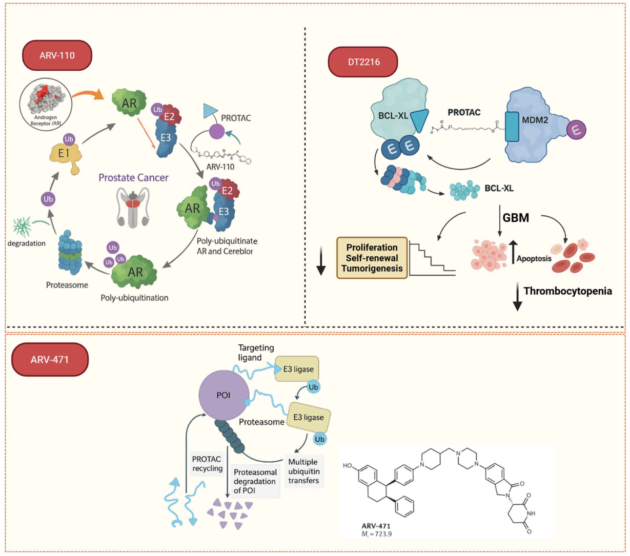 ARV-110, DT2216, ARV-471 mechanisms