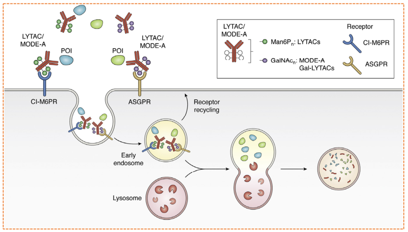 LYTAC mechanism