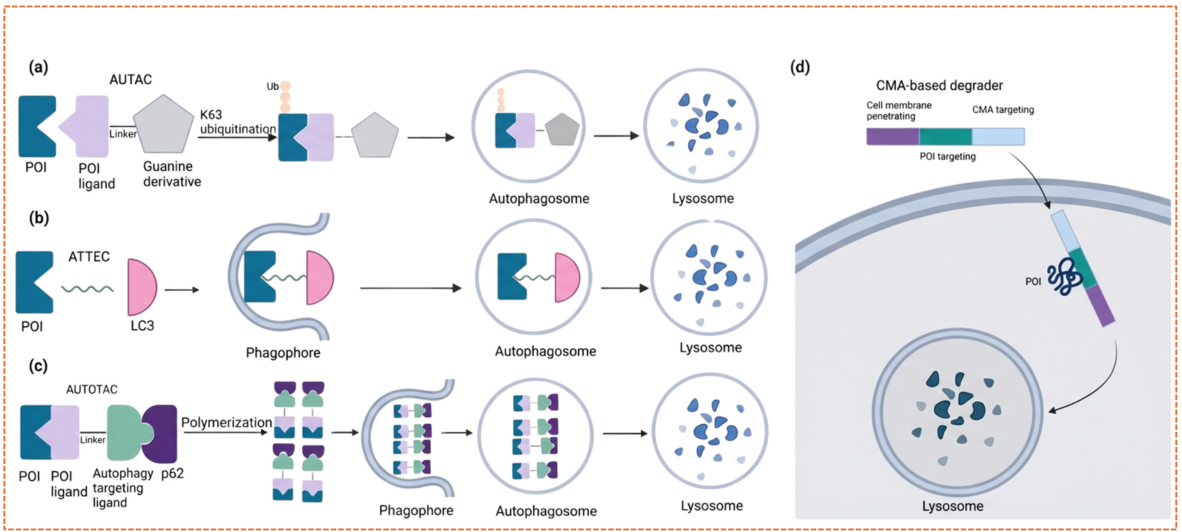 AUTAC/ATTEC mechanisms