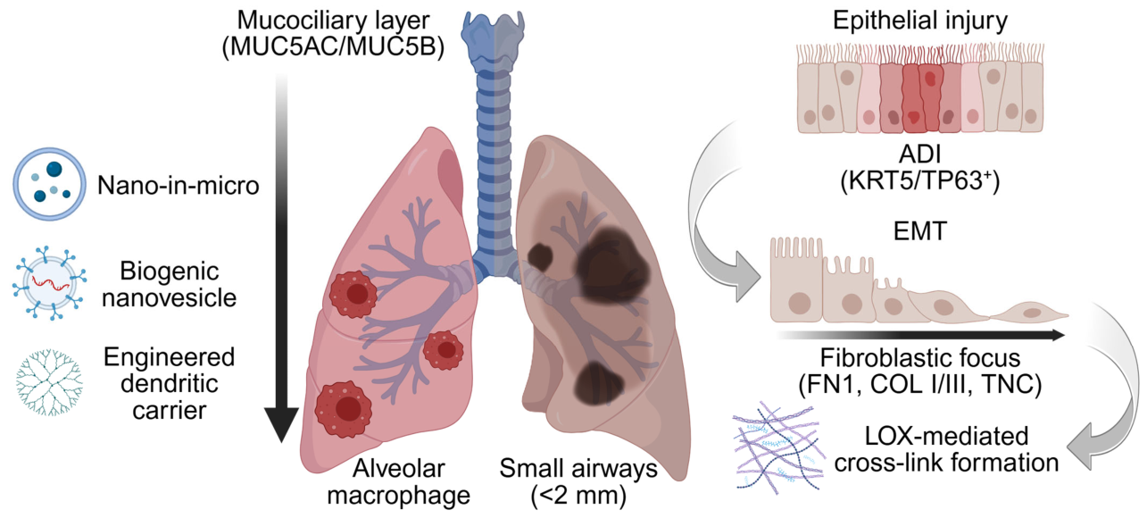 Schematic of inhalable nanomedicine targeting lower airways in IPF