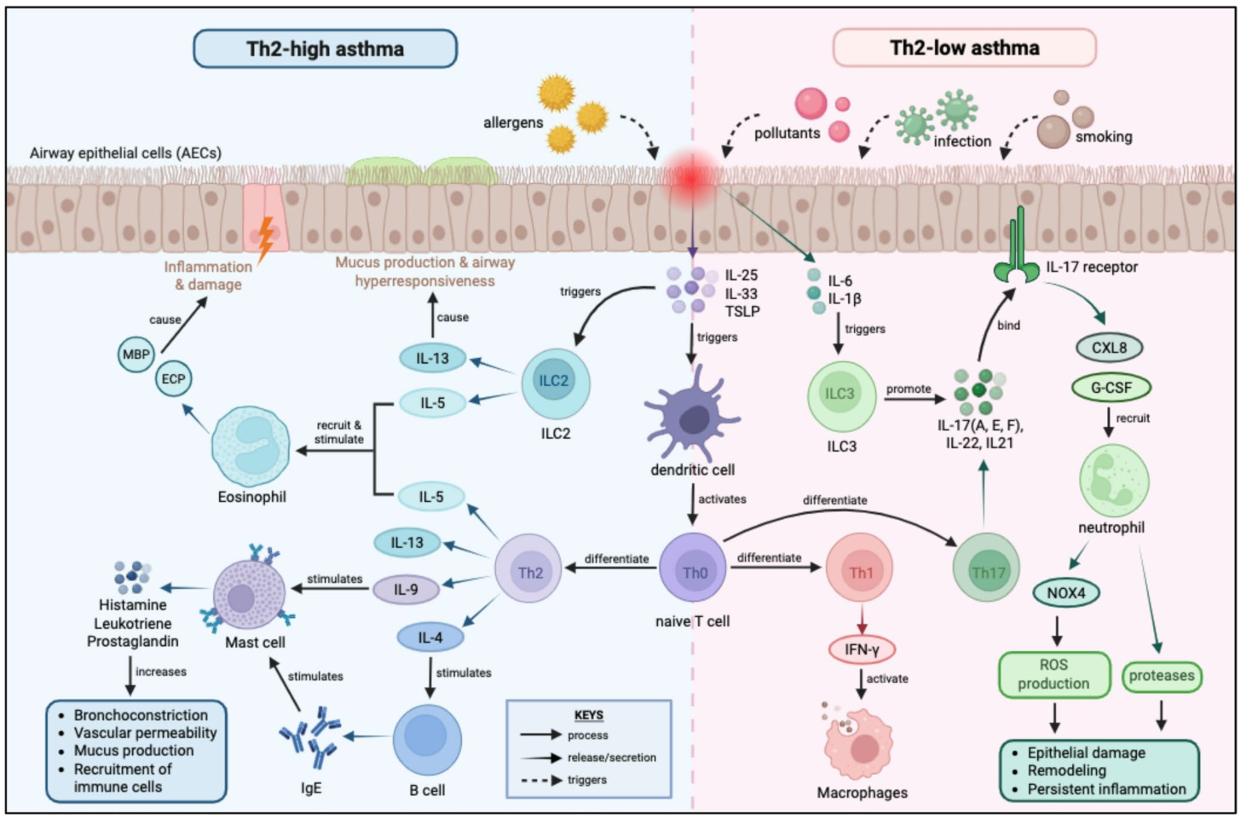 Th2-high and Th2-low asthma immune pathways