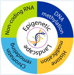 Epigenetic Landscape